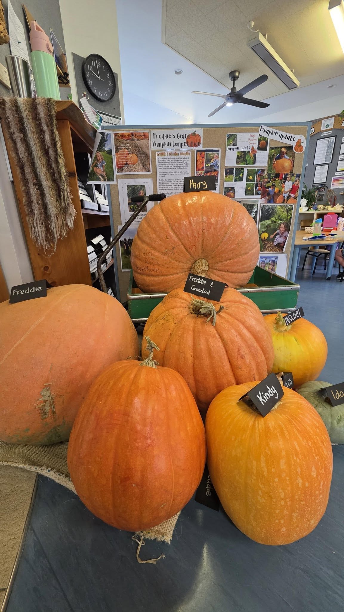 Pumpkins grown by tamariki, whānau, and teachers as part of a child‑led community pumpkin challenge. A display of large pumpkins grown by tamariki, whānau, and the kindergarten community, each labelled with names, arranged indoors as part of a shared pumpkin‑growing project inspired by a child’s idea.